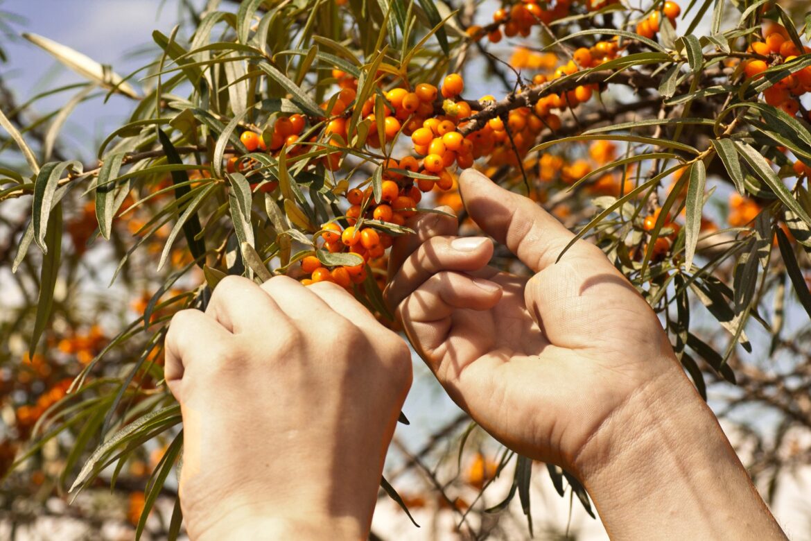 Trends and Insights into the Sea Buckthorn Market